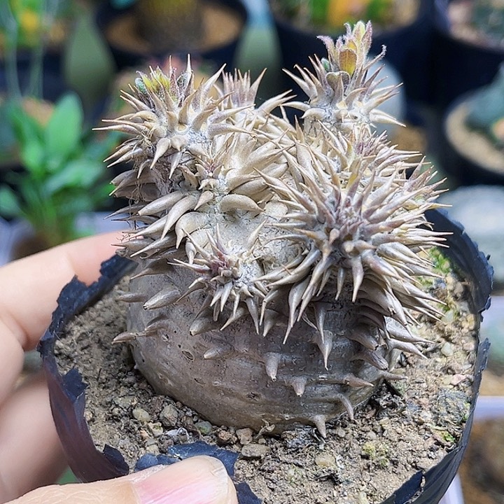 惠比大黑一颗4.9公分