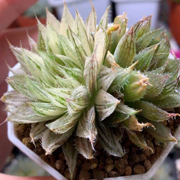 原始种玉露带盆土发货