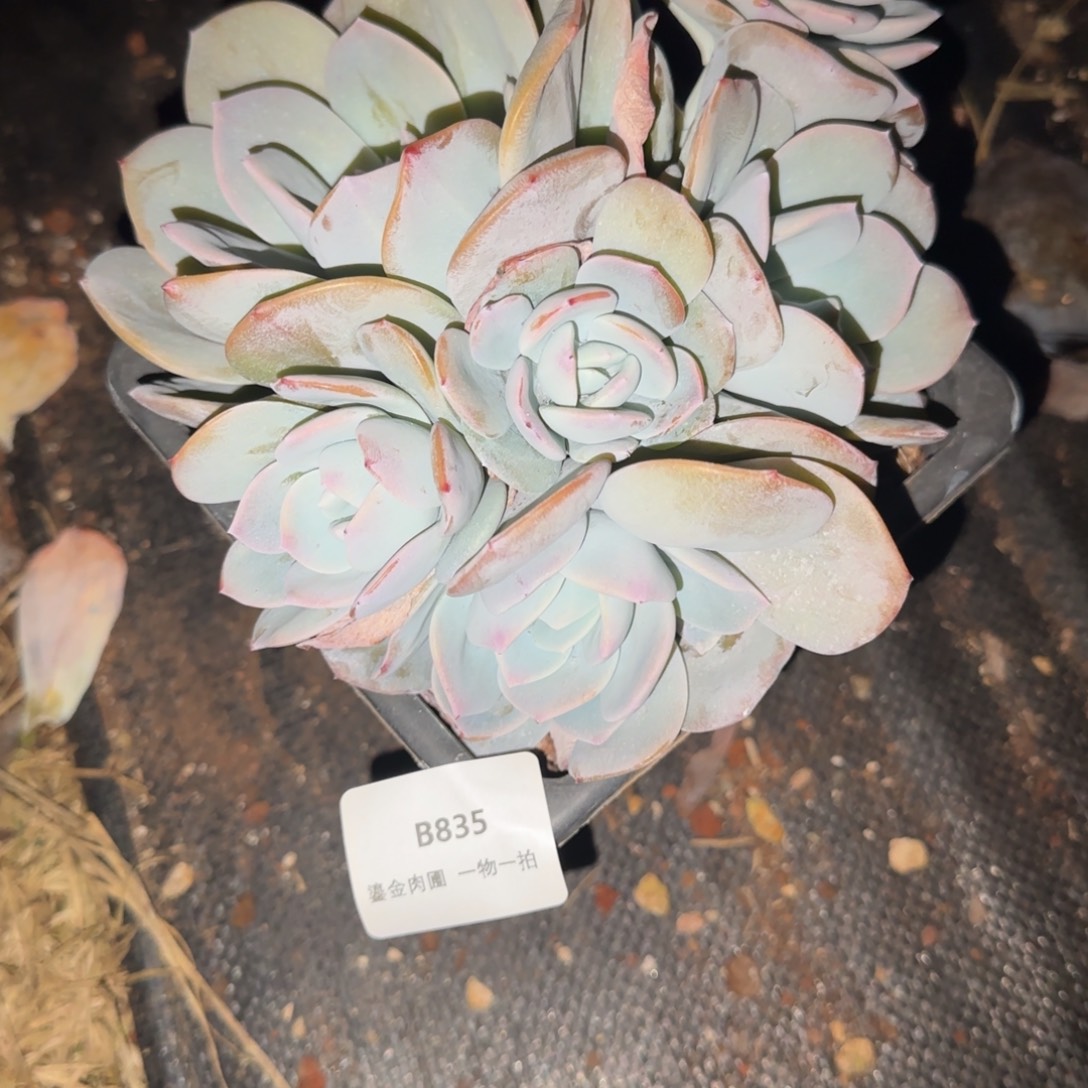 哈***7B835奶茶6头       