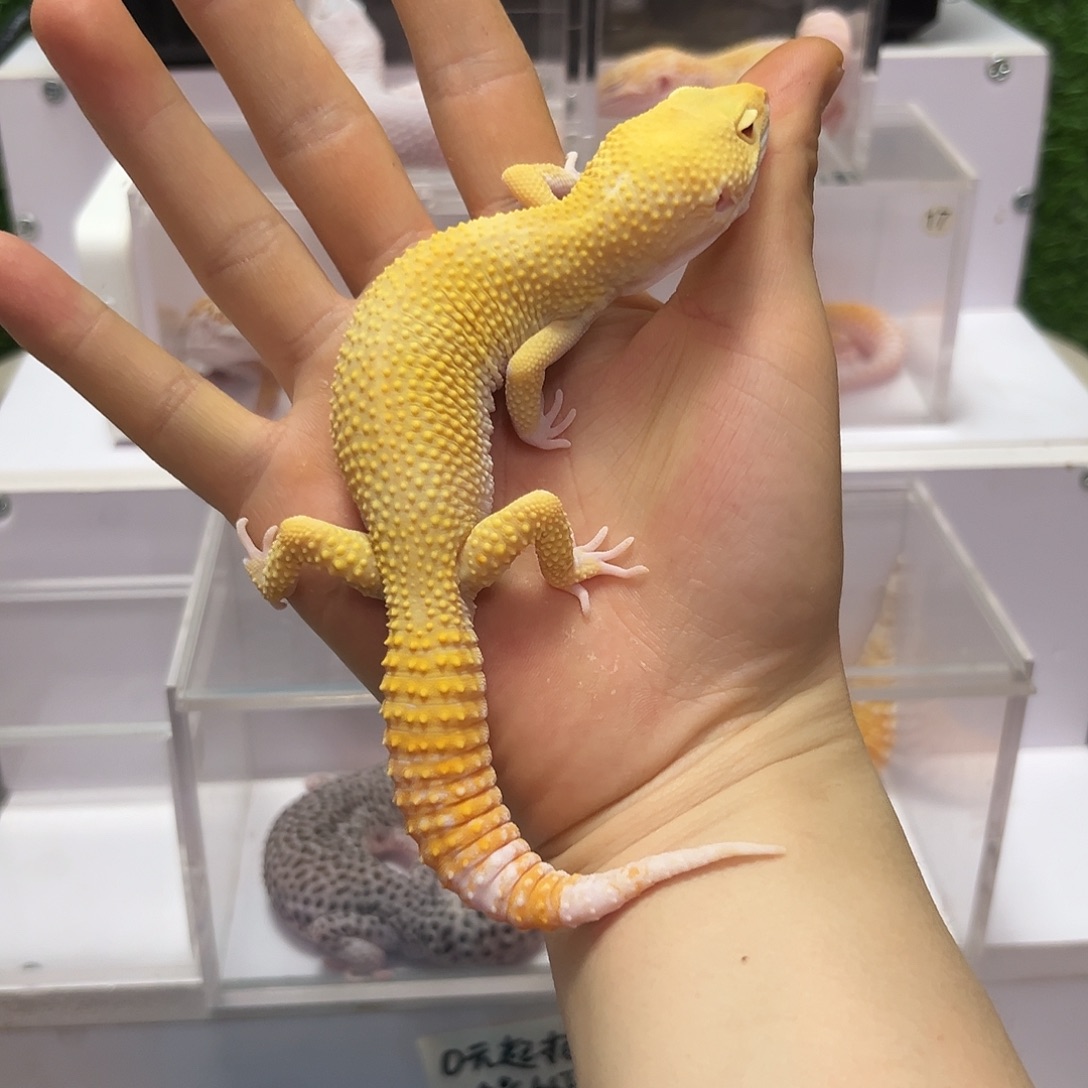 豹纹守宫豹纹守宫