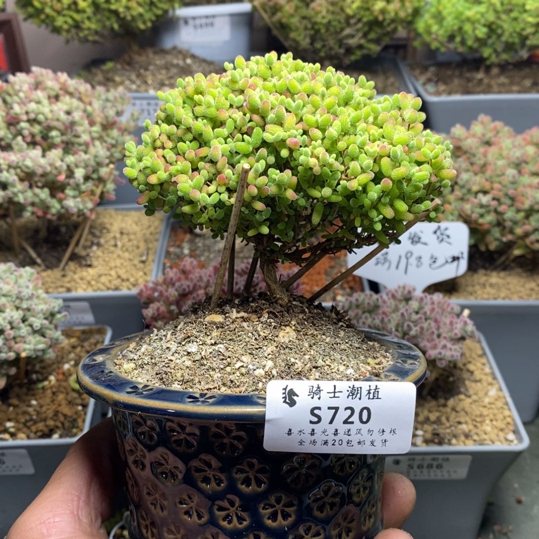 720蜜橘糖球枝干