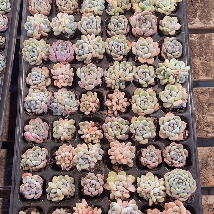 直播福利一物一拍341