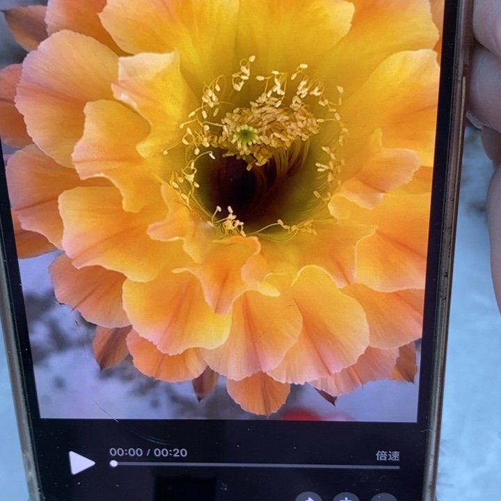 彩草50号群5个头13公分左右