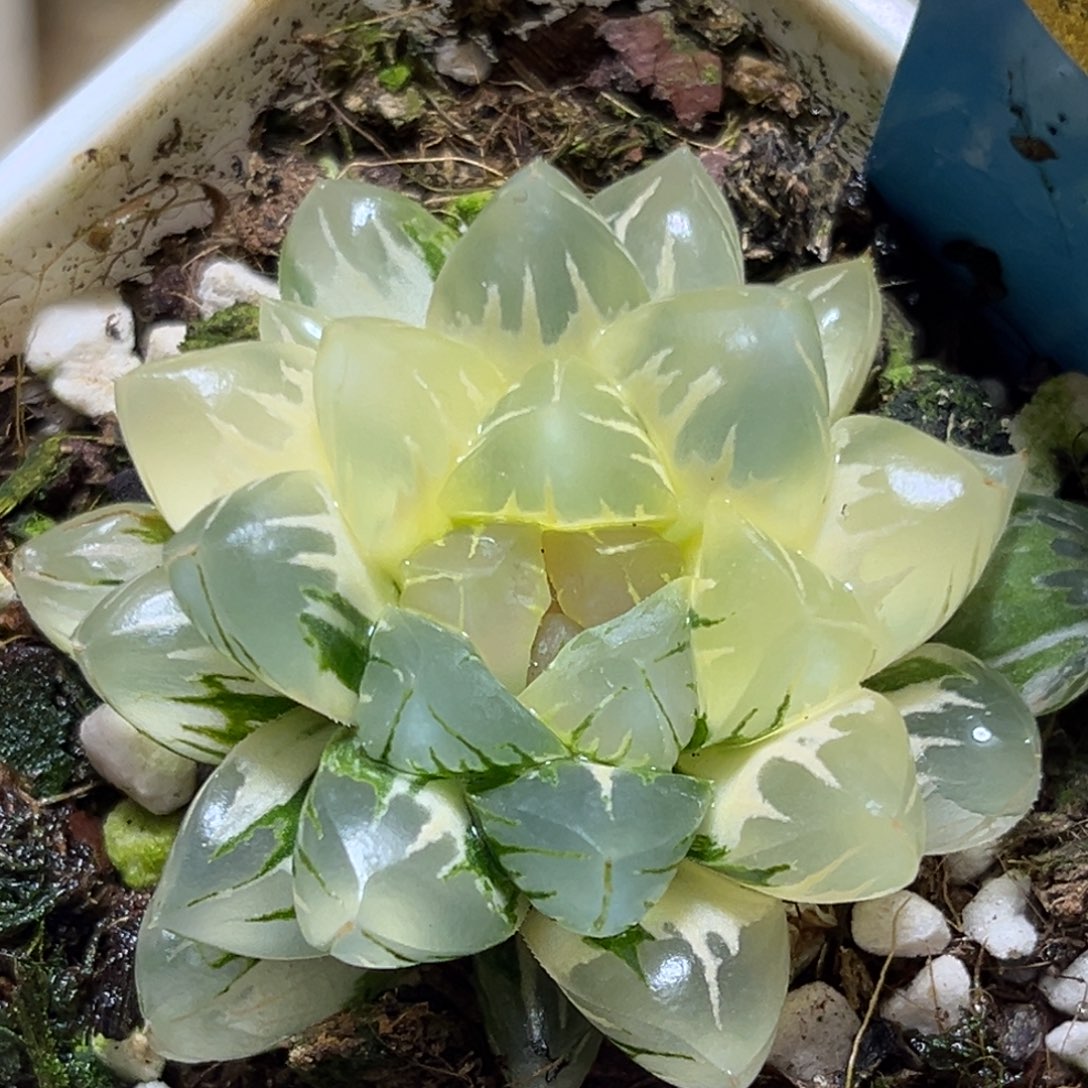 恭喜发财大吉大利944