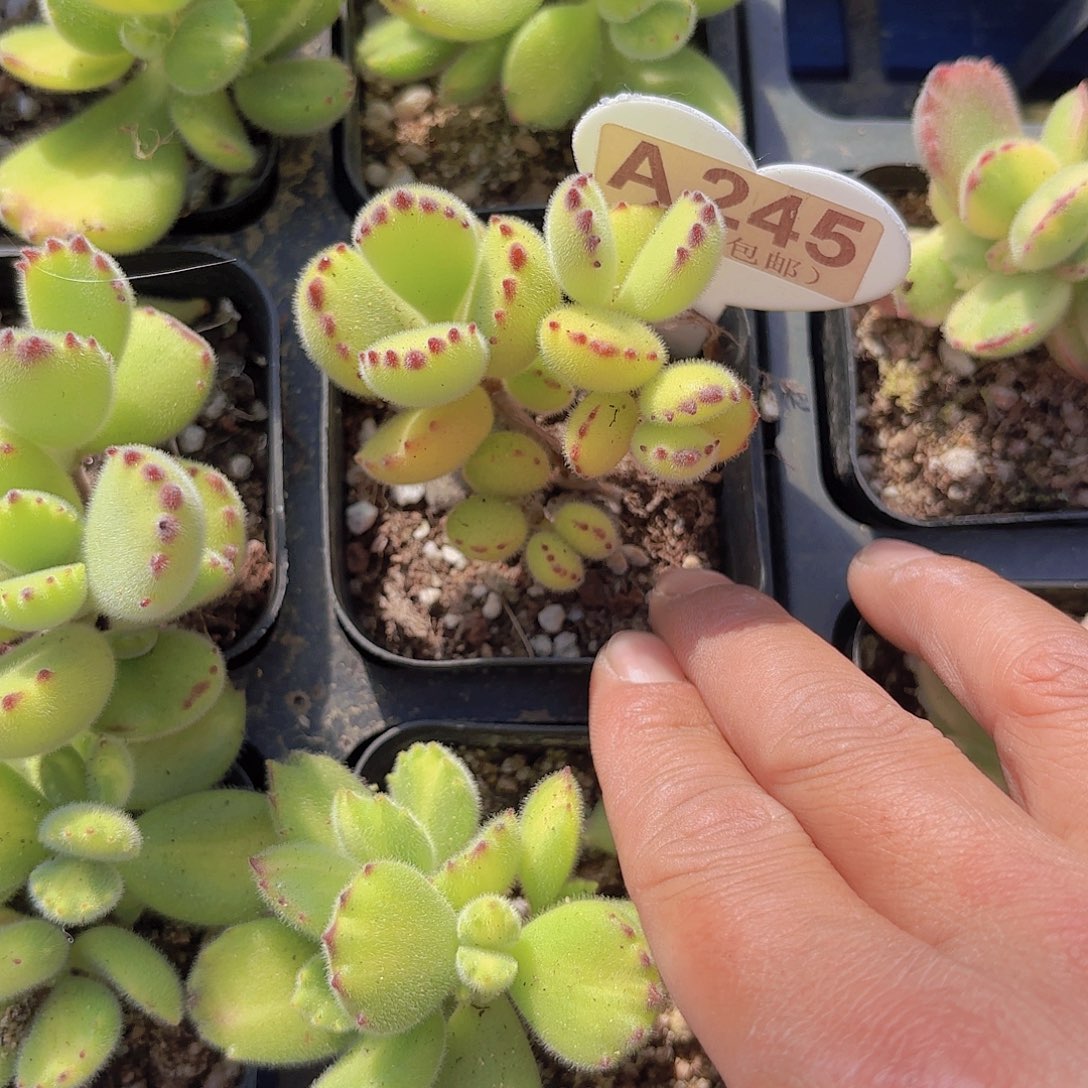 A245熊童子一物一拍