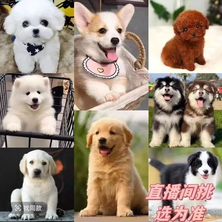 培姐活体混血串串狗狗直播间挑选