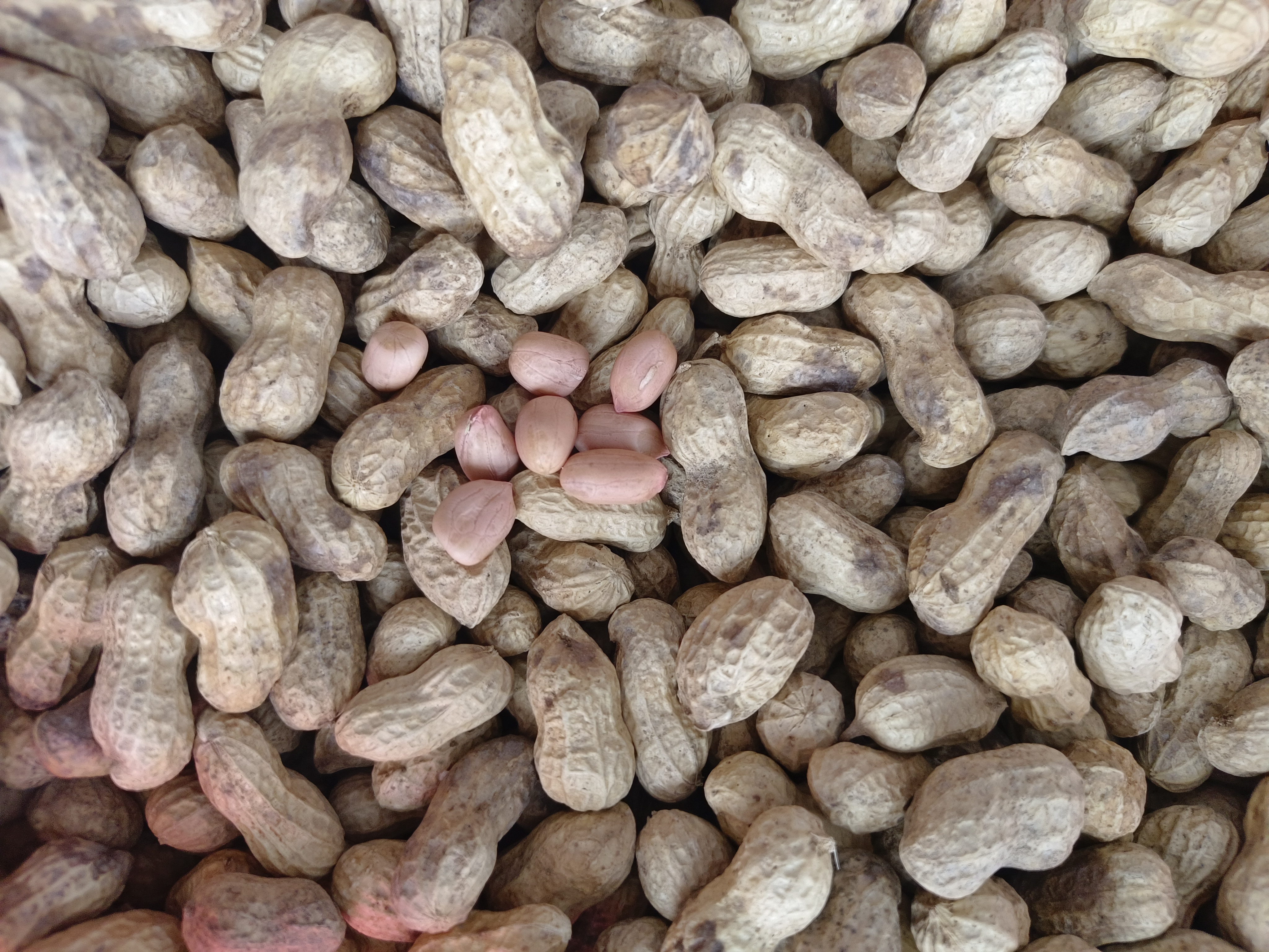 赣南花生农家秋季带壳花生