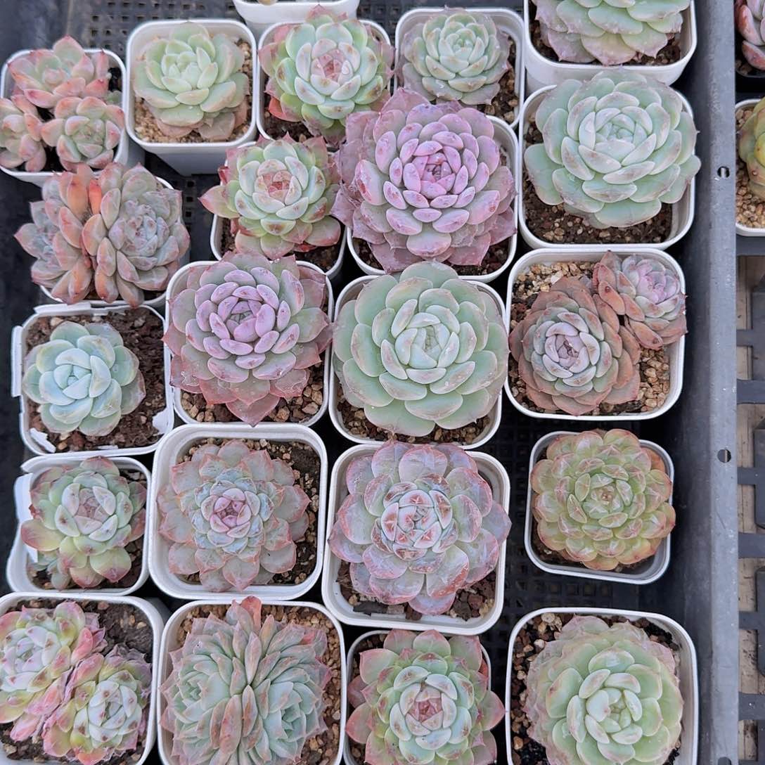 烂粑粑不售后福利10