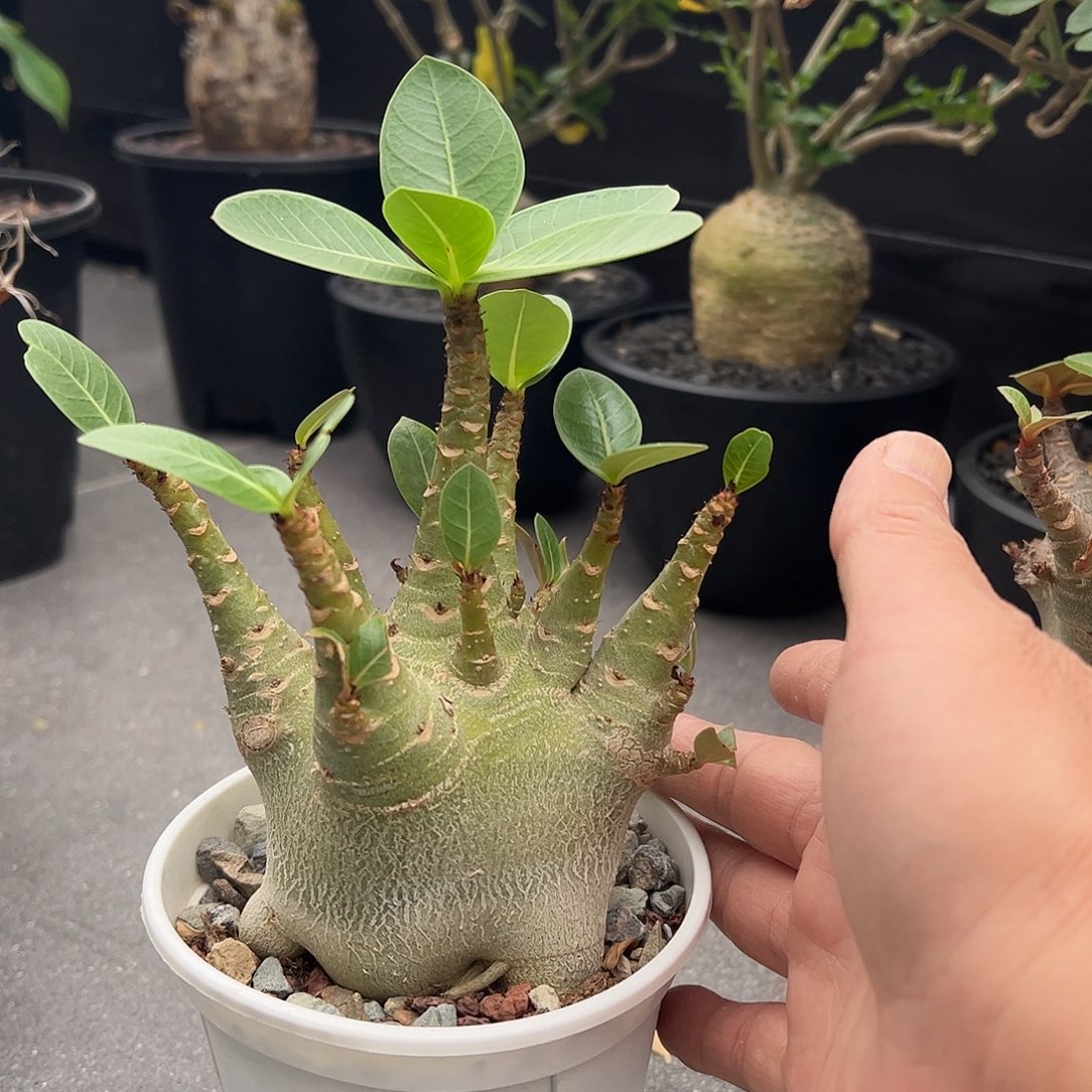 泰系哥斯拉 6668888