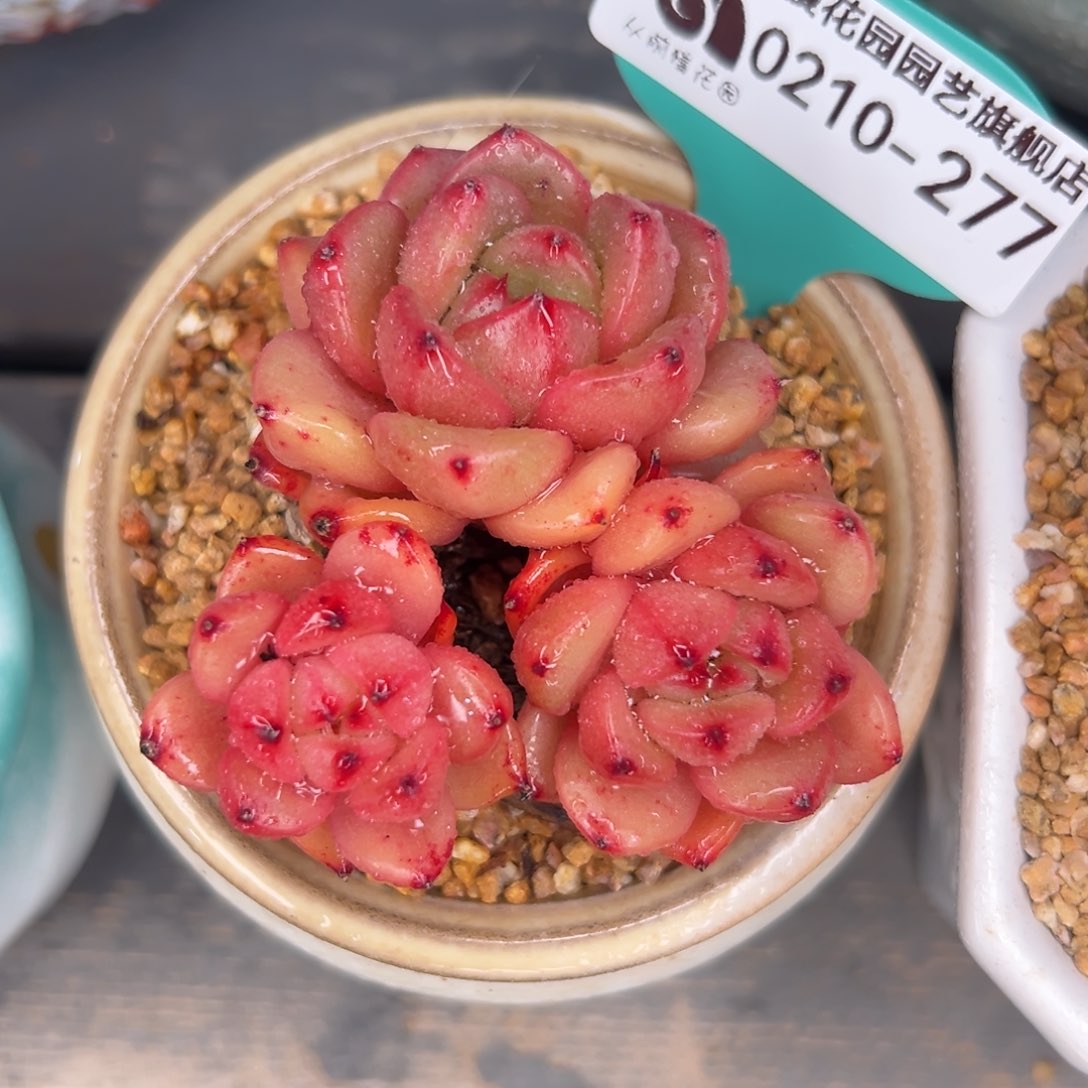 多肉一物一拍0210-277