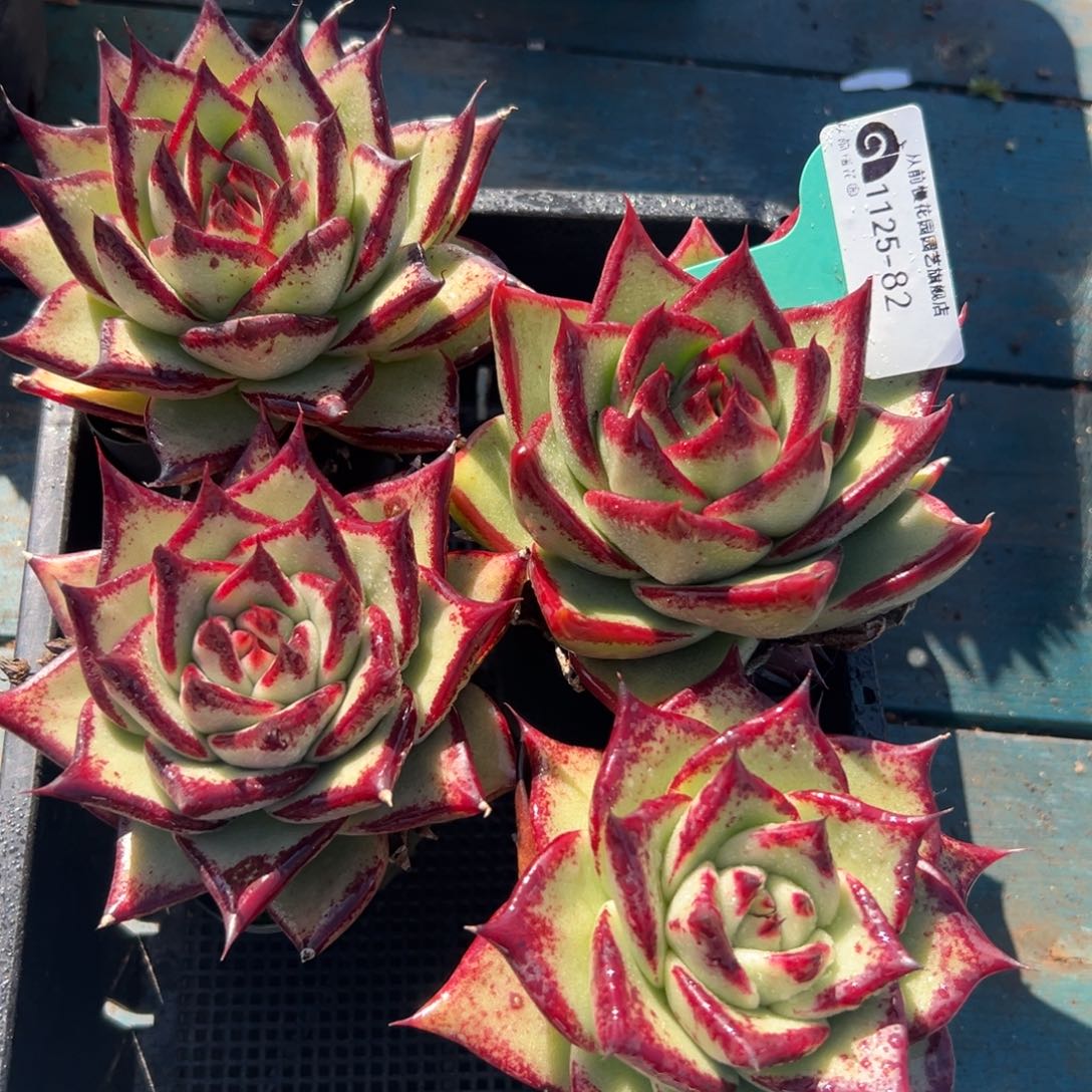 从前慢花园多肉编号1125-82