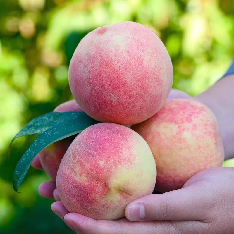 【带箱5斤】现摘湖北水蜜桃脆桃新鲜水果脆甜毛桃果园直发