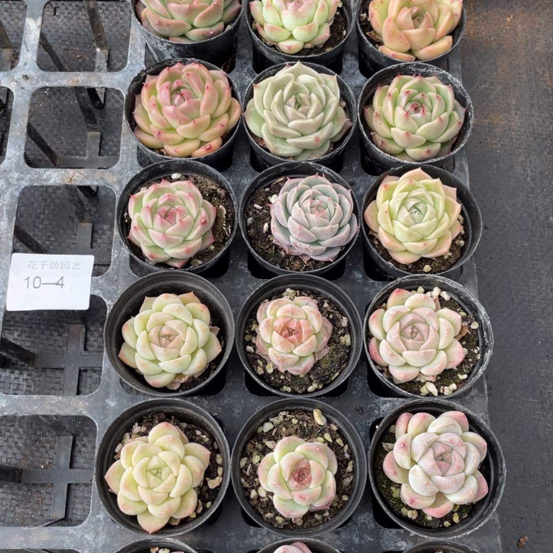 一物一拍18颗10-4