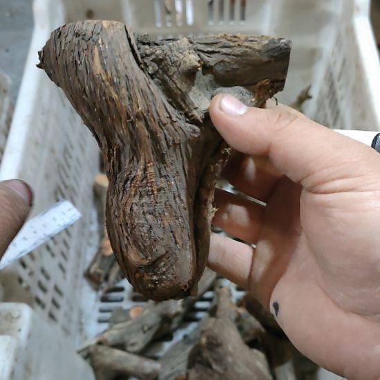 浮****大果紫檀（缅甸花梨）