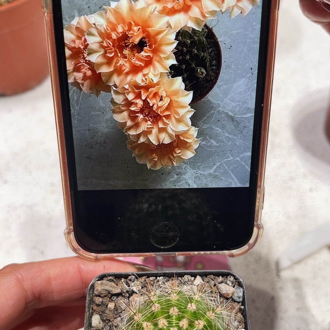 彩草茶香槟卷带根3公分左右