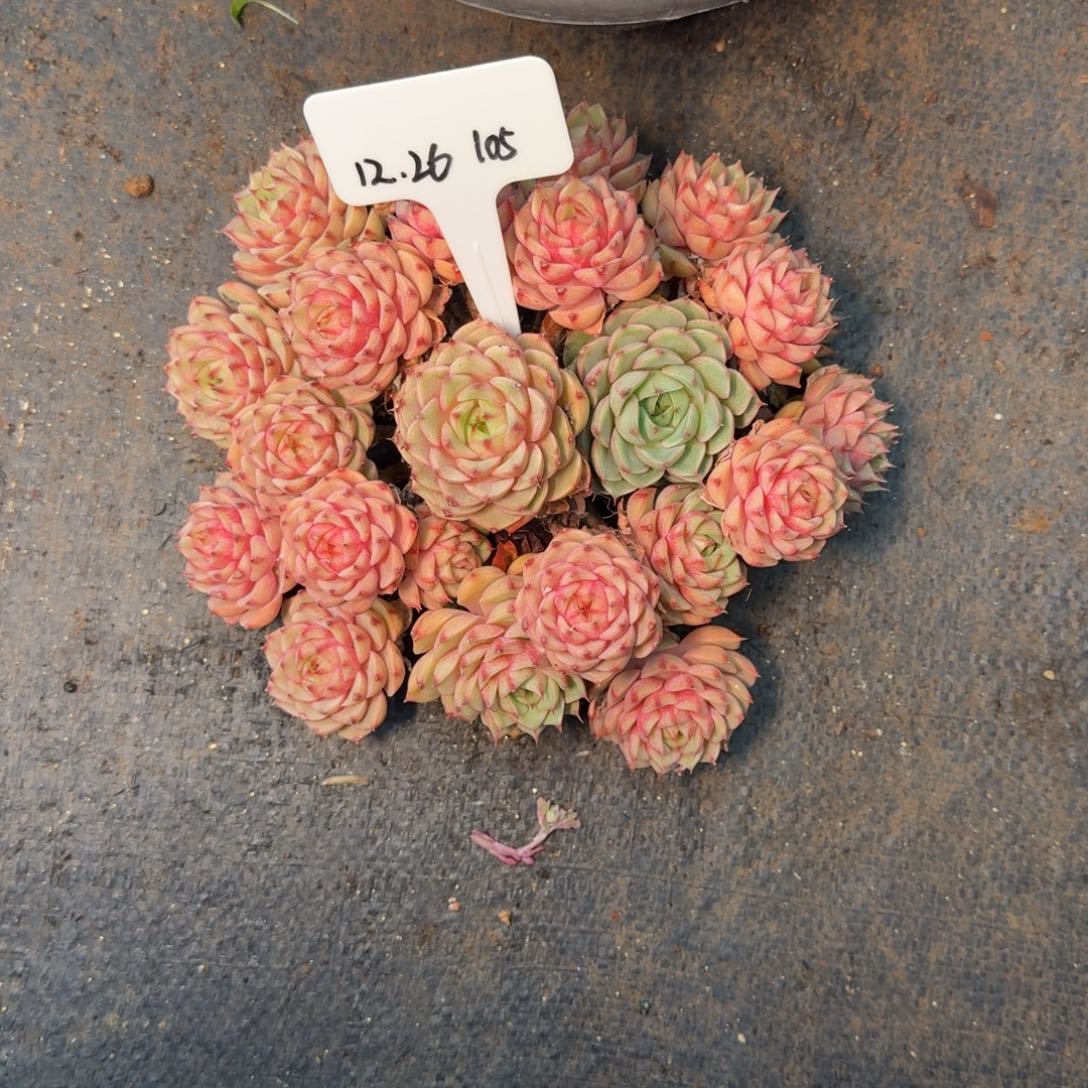 虫***飞一物一拍黄金本吧105