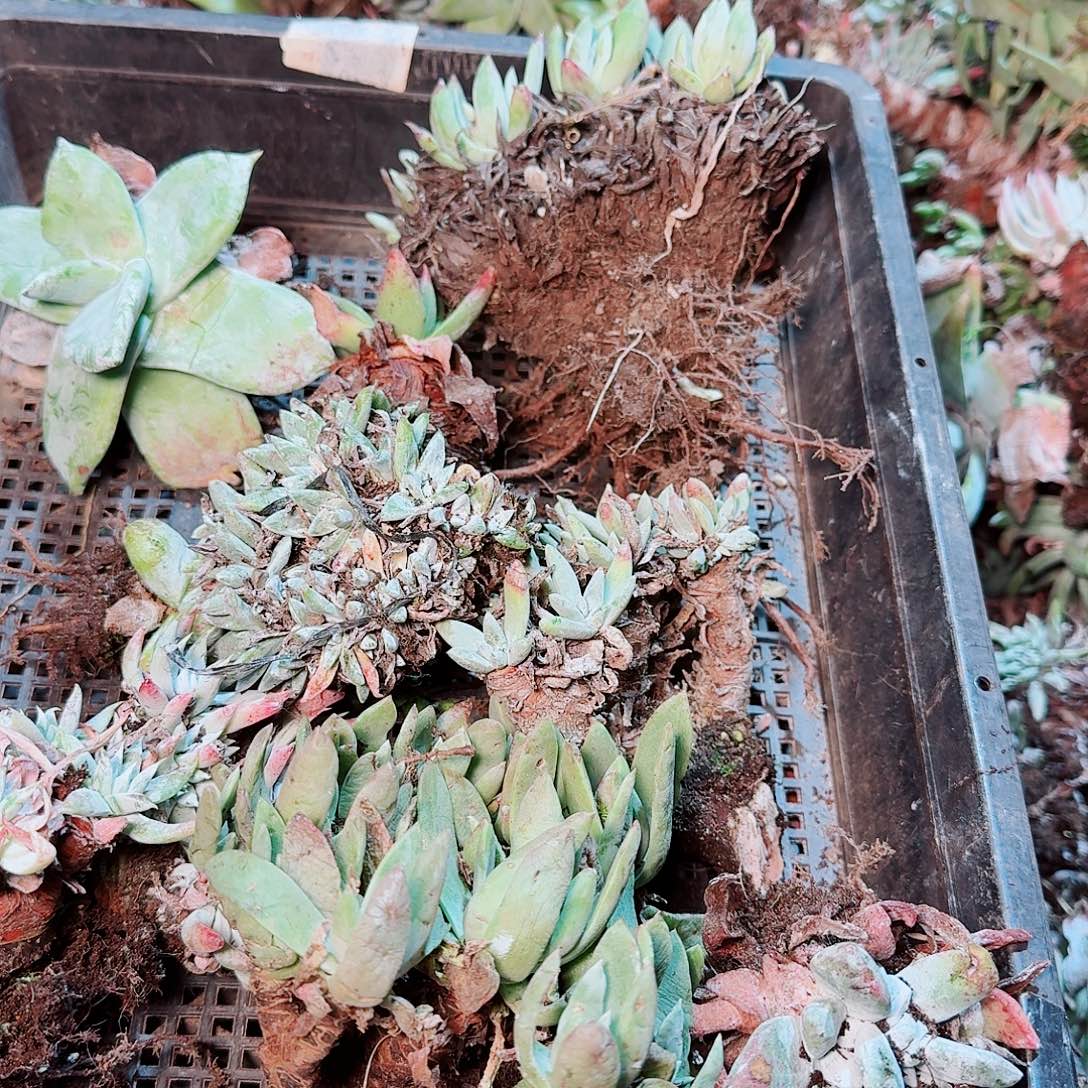 9082瑕疵框拍不售后