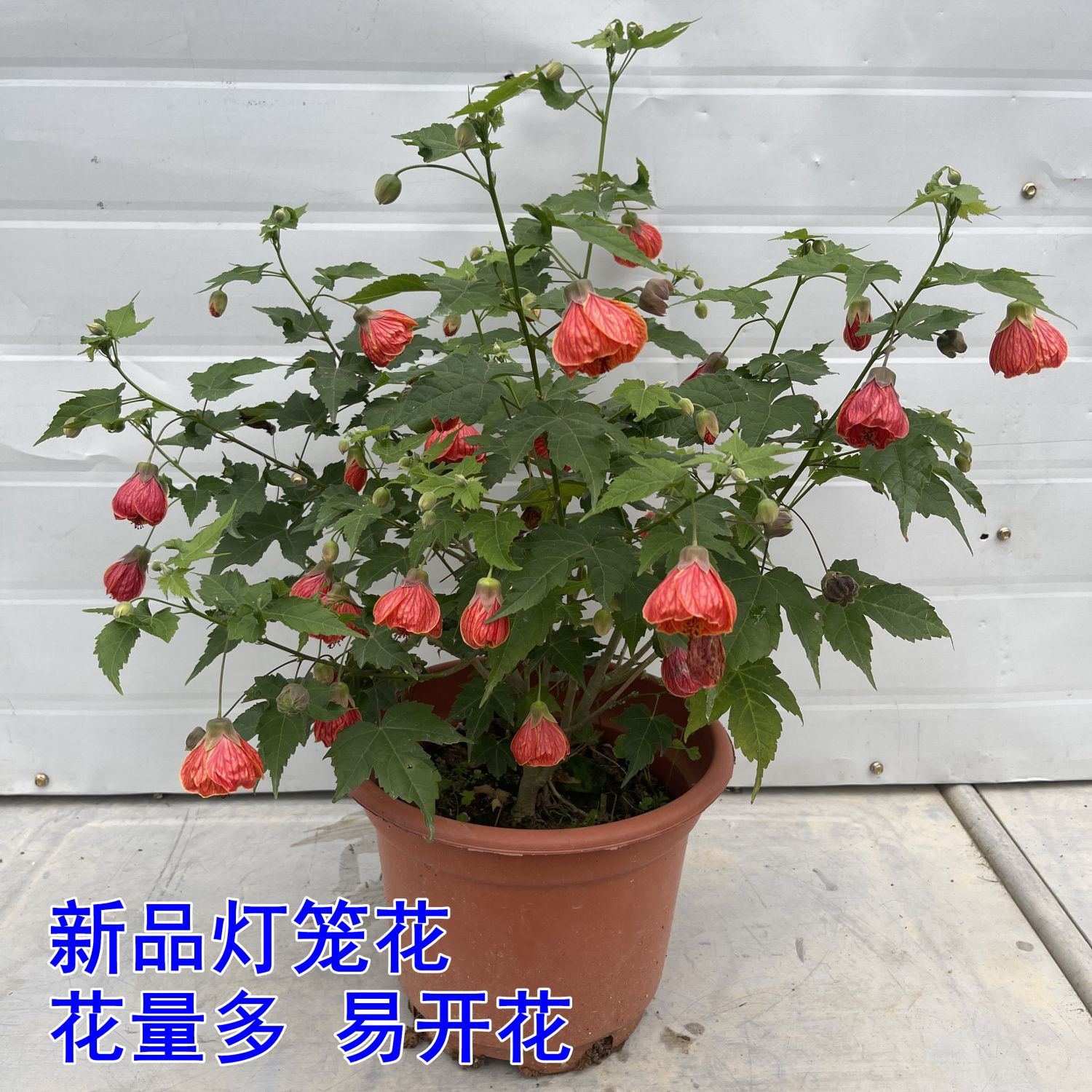 带花灯笼花 纹瓣悬风铃花 阳台庭院盆栽灯笼花 金铃花苗 倒挂金钟