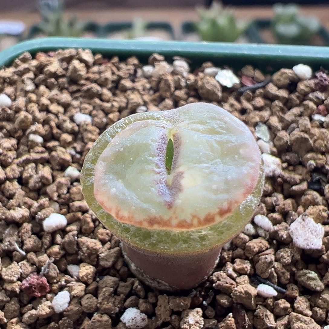 155。1799优选纽扣窗。炸窗福利