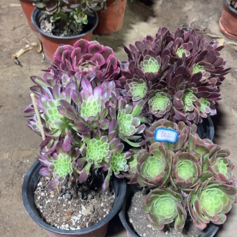 722多肉植物组合