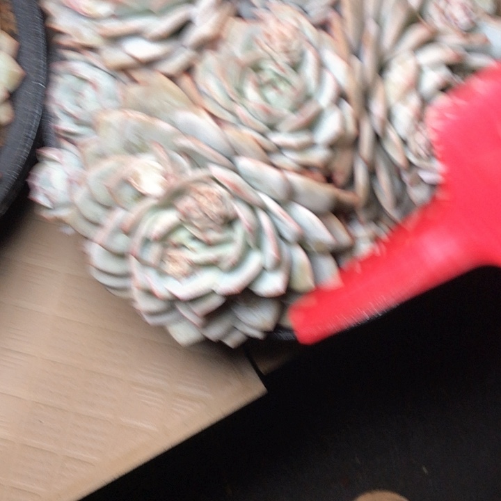 D****y72////////////////