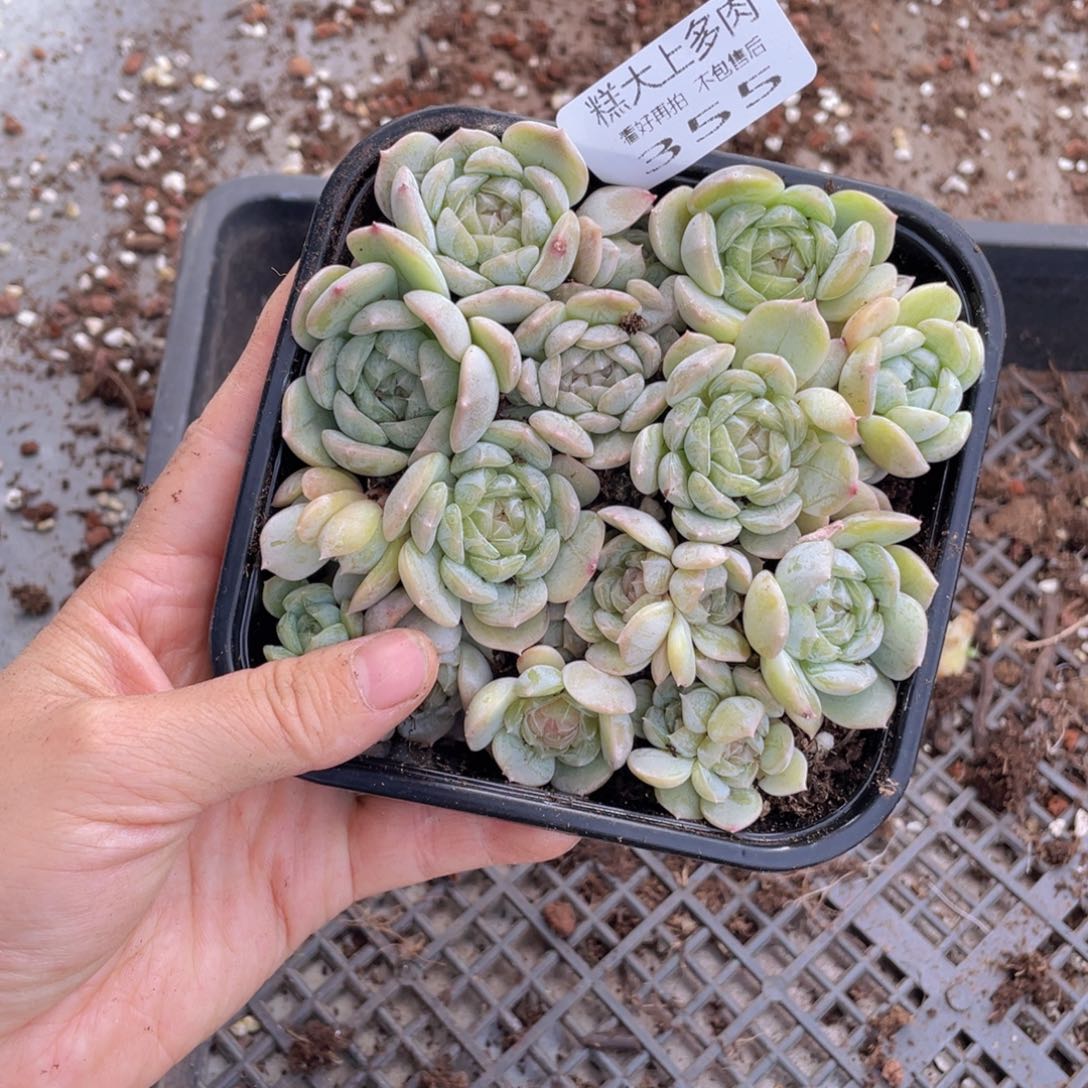 糕大上多肉植物355