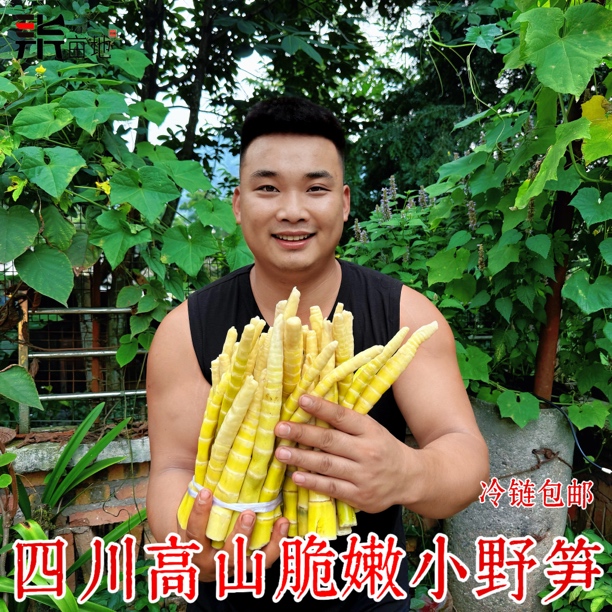 四川雅安新鲜天然去壳冷竹笋小竹笋方竹笋鲜嫩笋尖火锅笋刺竹笋