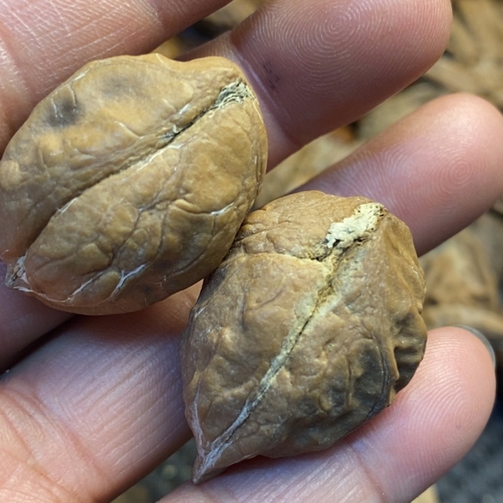 文玩核桃吊坠娜姐192