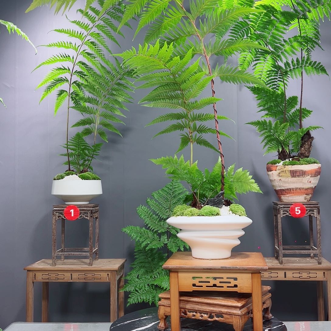 用***8无花朵蕨类和蕨类植物等植物