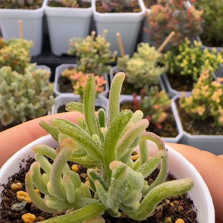 015-荧光兔白锦植物枝干