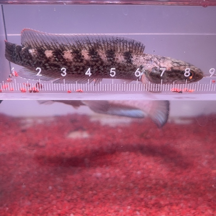 龙鱼满麻点鬼王雷龙鱼