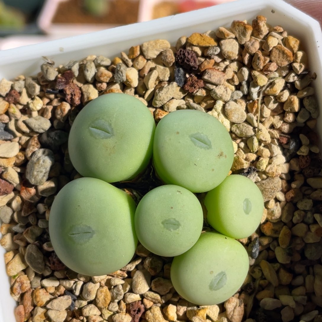 白花大g性感嘴植物一物一拍