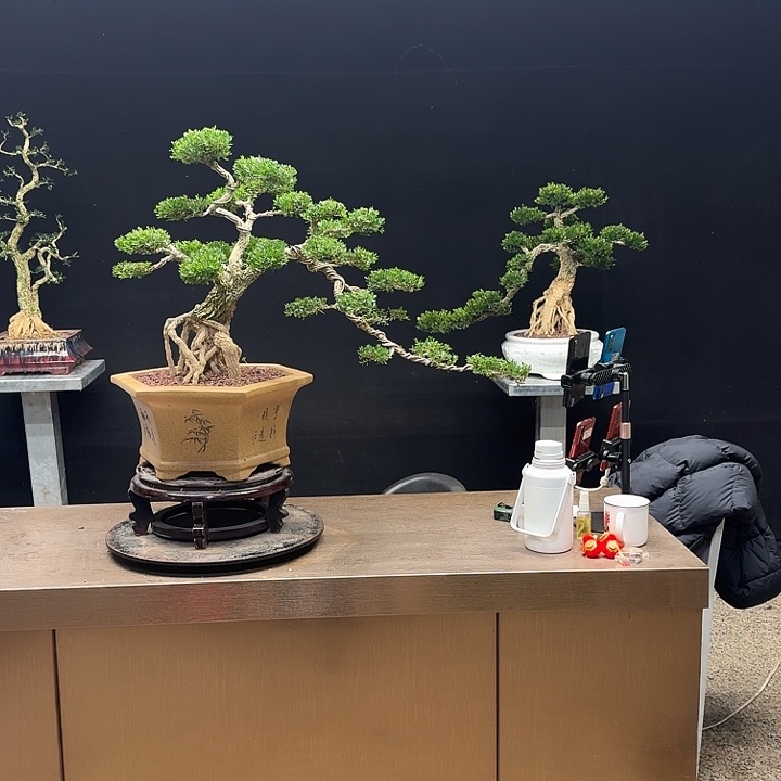 晚***车无花朵广东皱皮雀舌黄杨