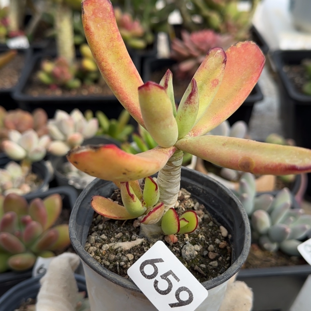 659号一物一拍一物一拍一物一拍一物一拍