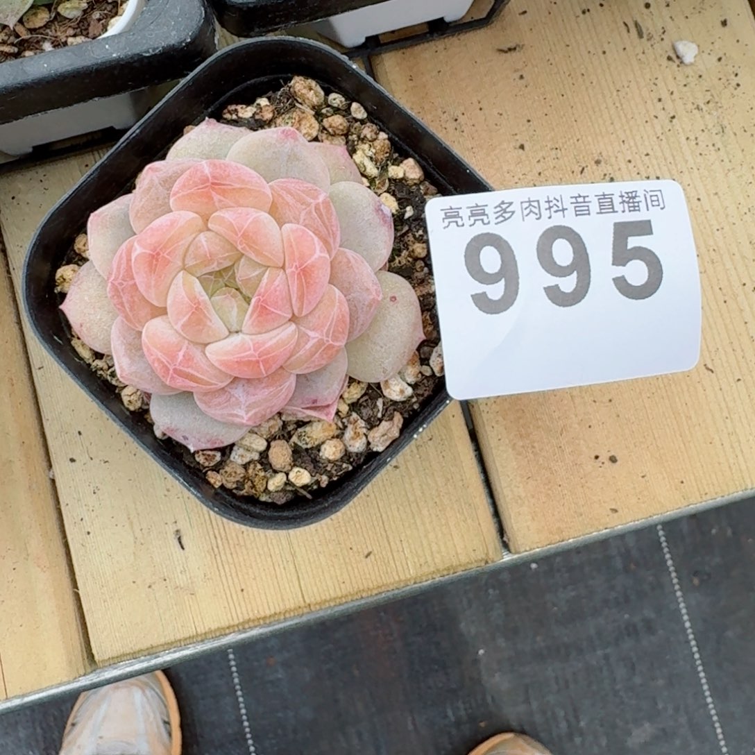 黛玉冰魄福利捡漏多肉