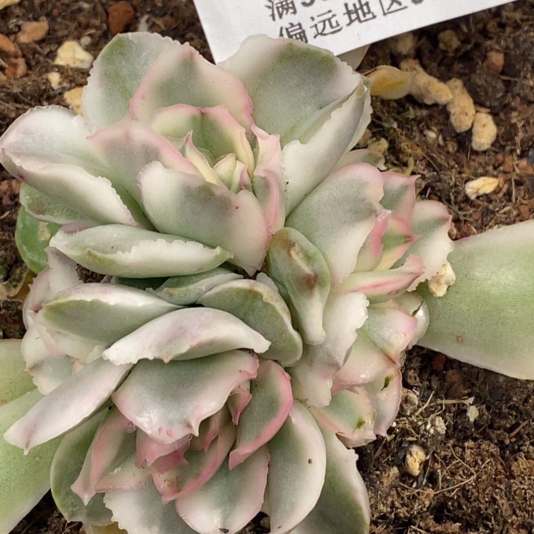 409紫蝴蝶锦底座六头