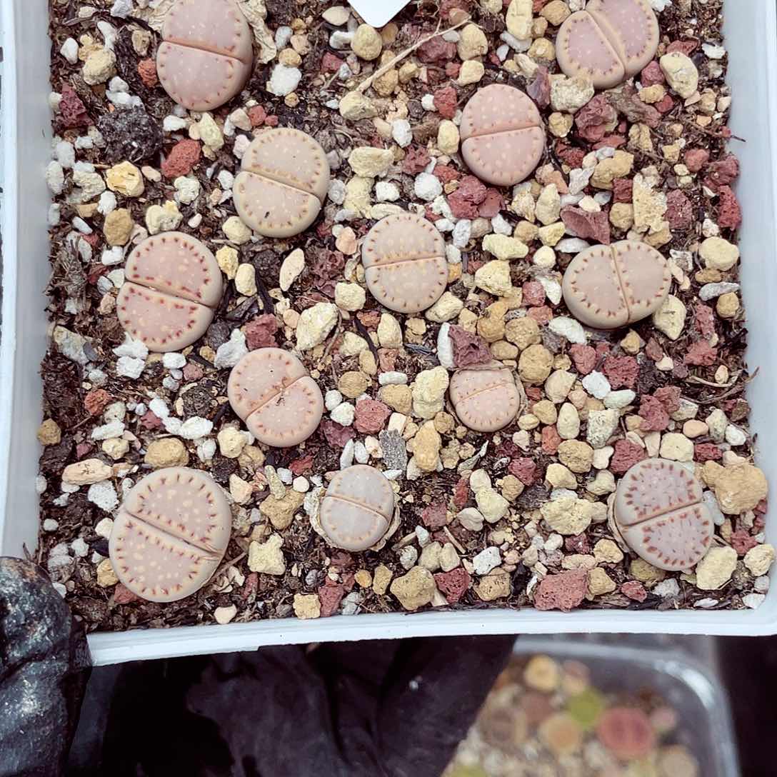 郎哥18包邮0525-42