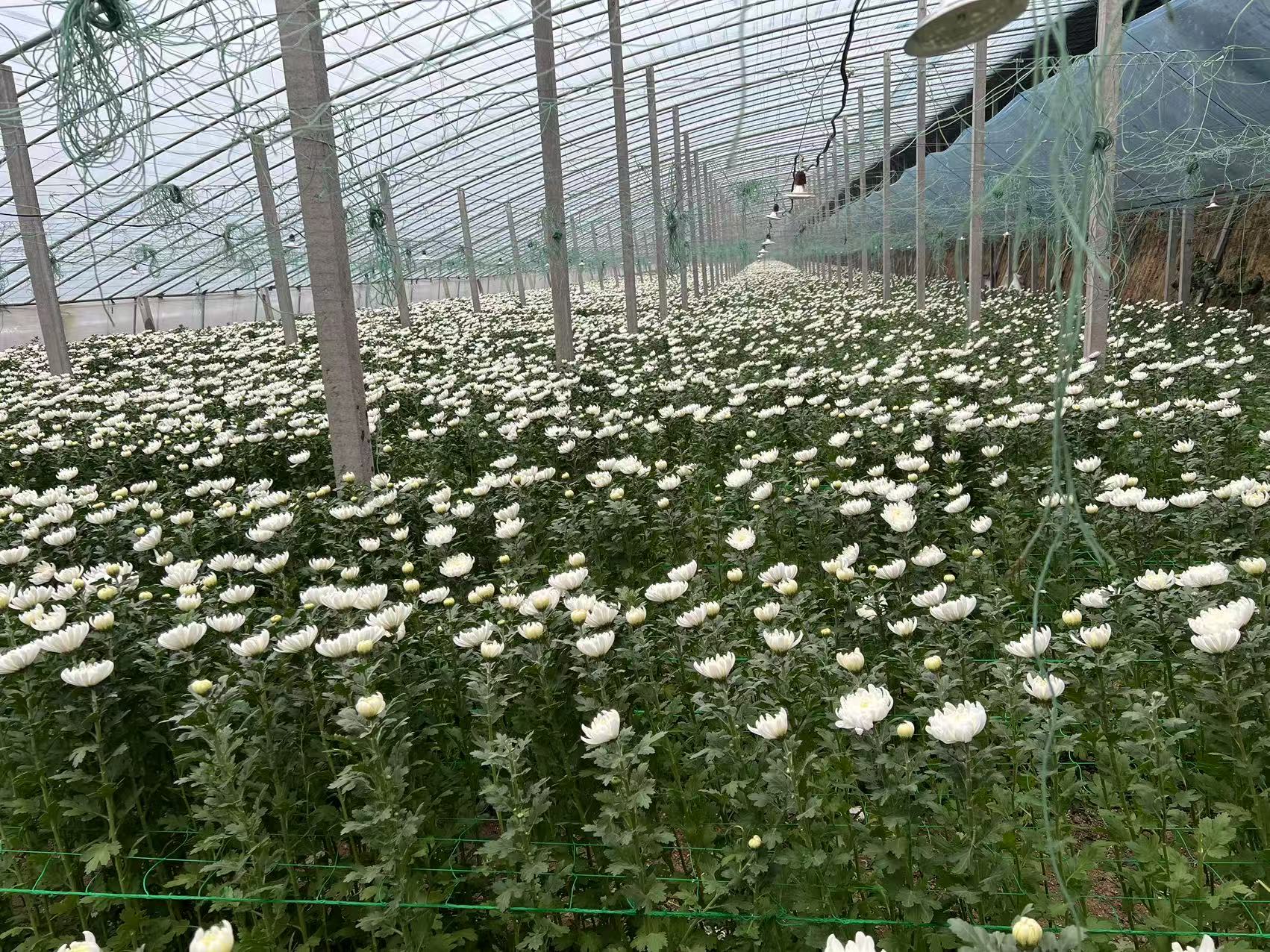 新鲜黄白菊现摘现发江苏基地直发优质菊花花束量大批发