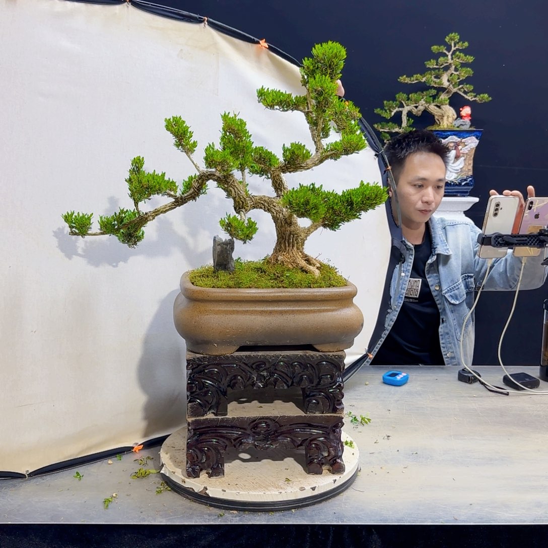 高端盆景艺术作品