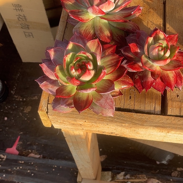 *****惊鸿仙子多肉植物1001