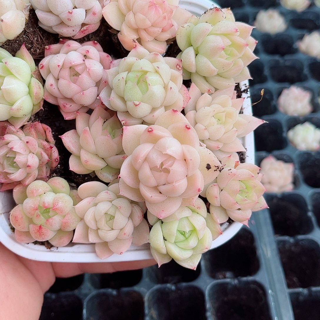 1-615 新疆西藏内蒙不发12.8包邮2-3公分多肉