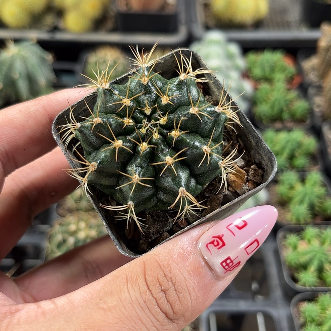 丽蛇牡丹单头发货有根