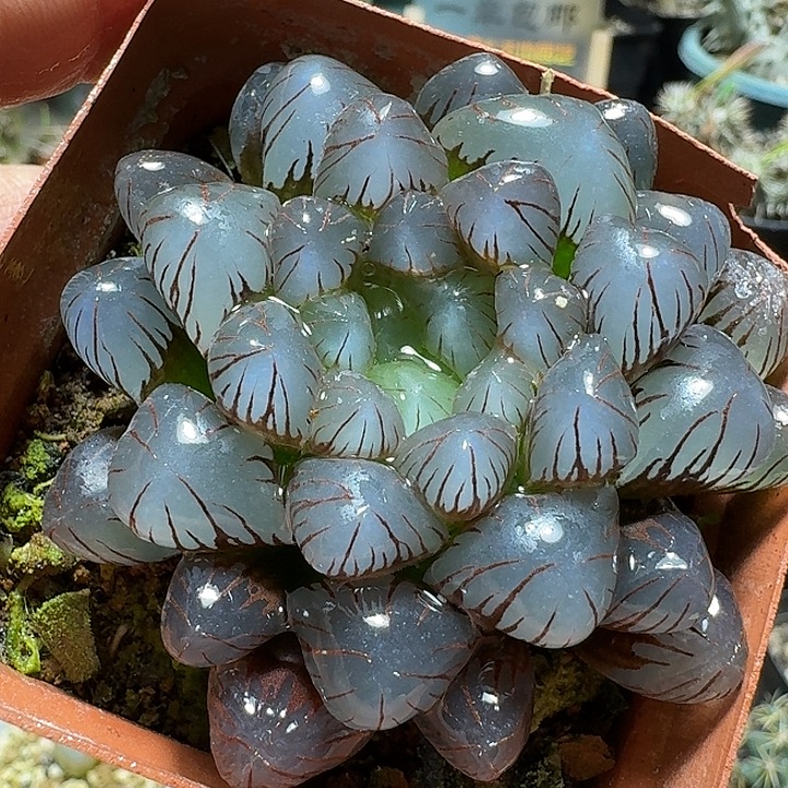 902美国冰灯玉露脱土发货