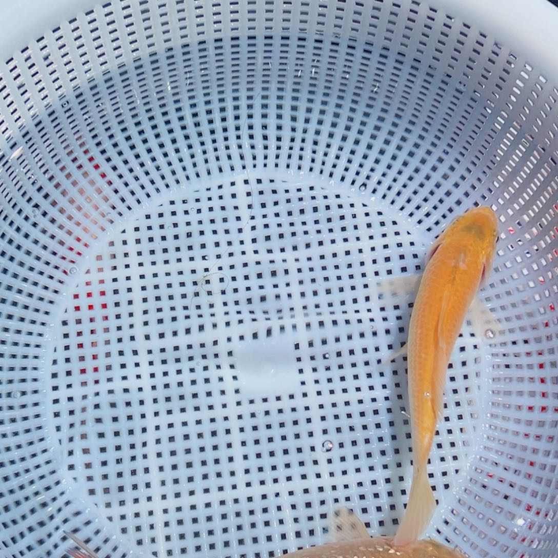 锦鲤锦鲤观赏鱼1111
