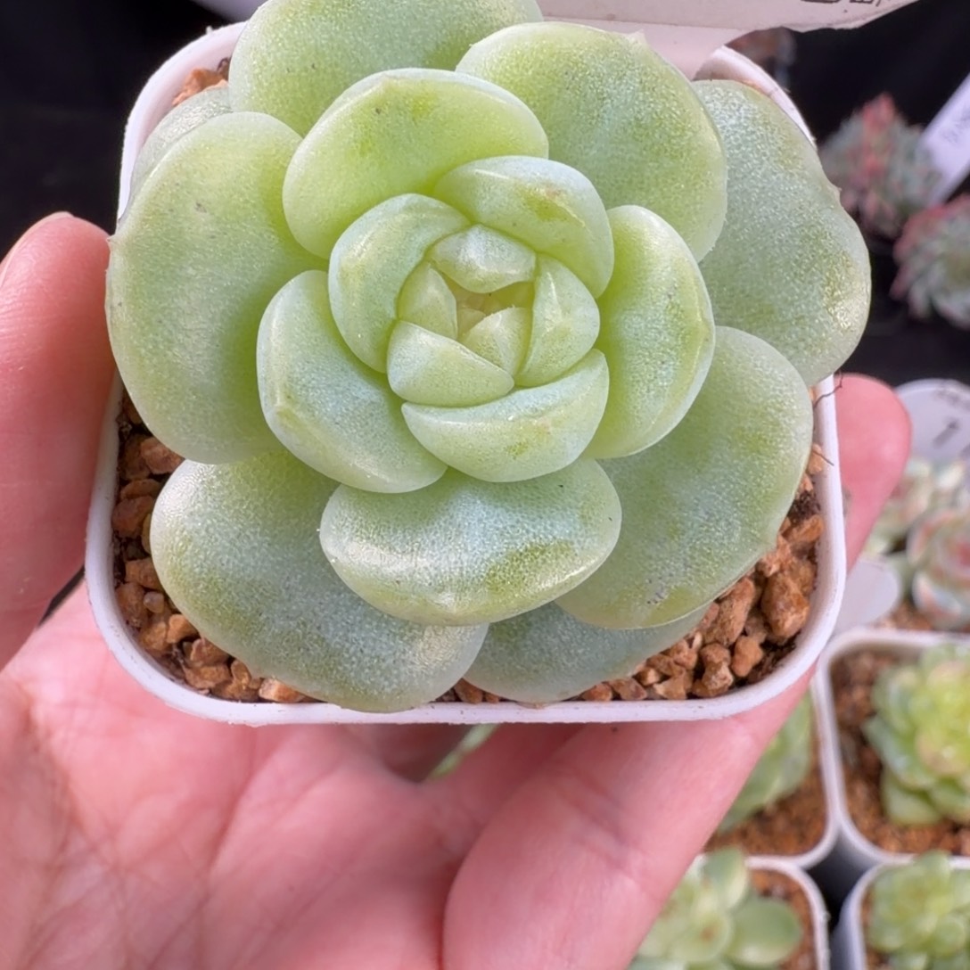 黄花花单头一颗118号