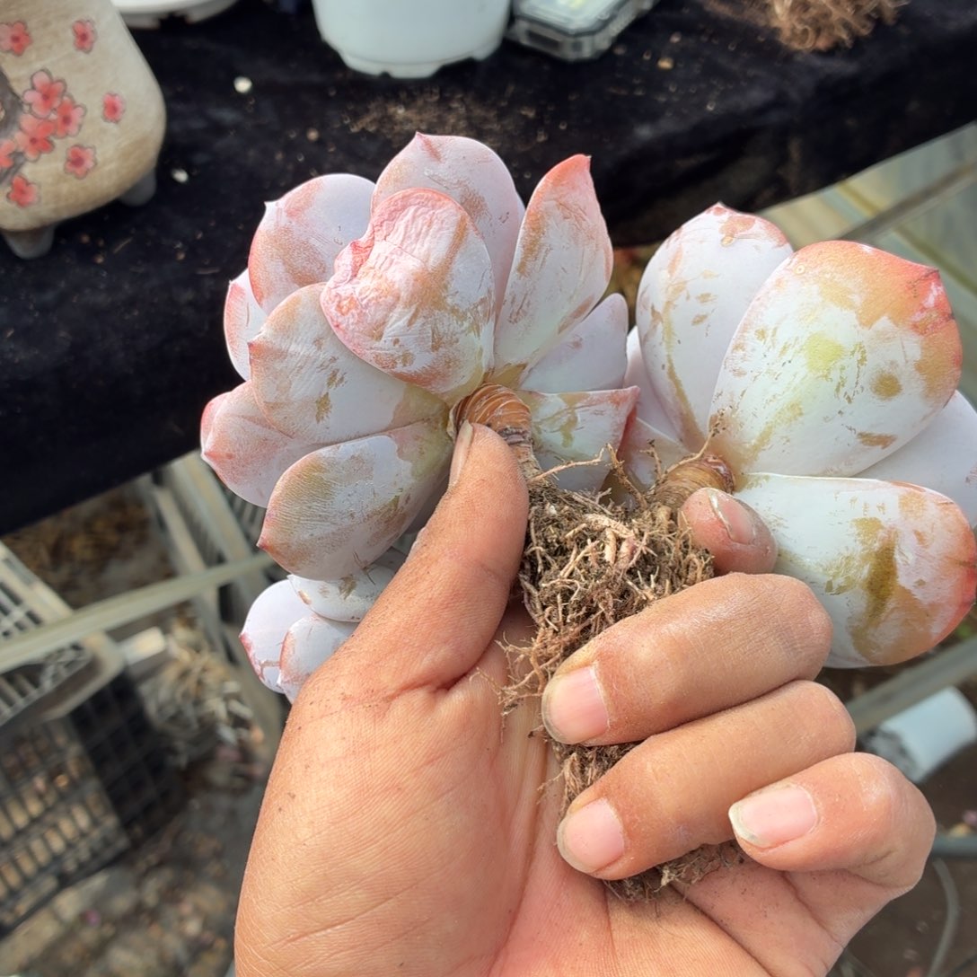 小****是不是不喜欢他是一场