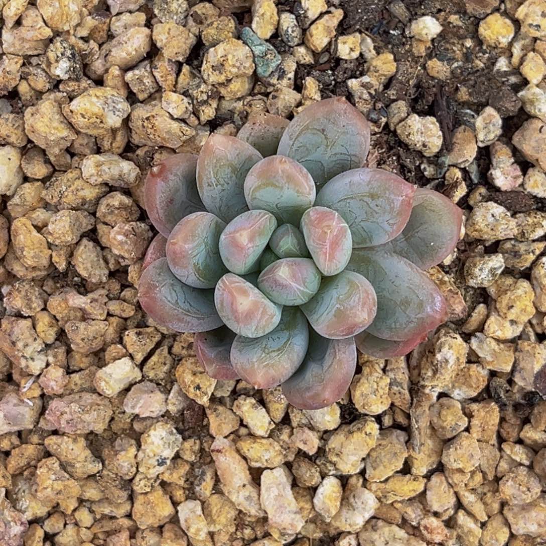 9030号上午多肉植物群生多肉植物