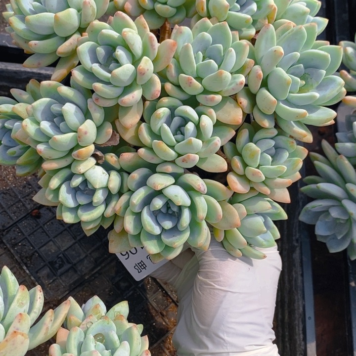 夏悦多肉0428-106冷香