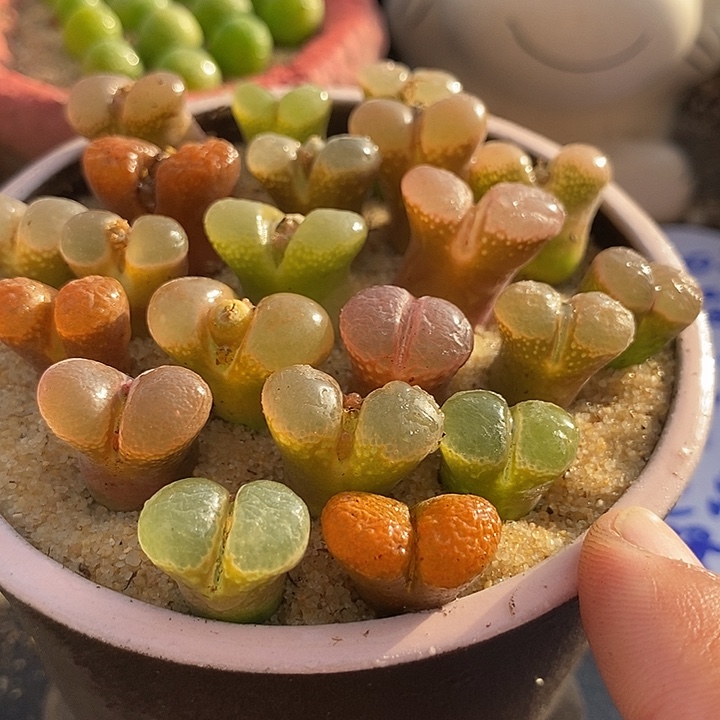 29515编号风铃一颗     