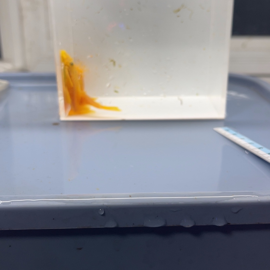 清道夫鱼胡子一公俩母开箱视频报损